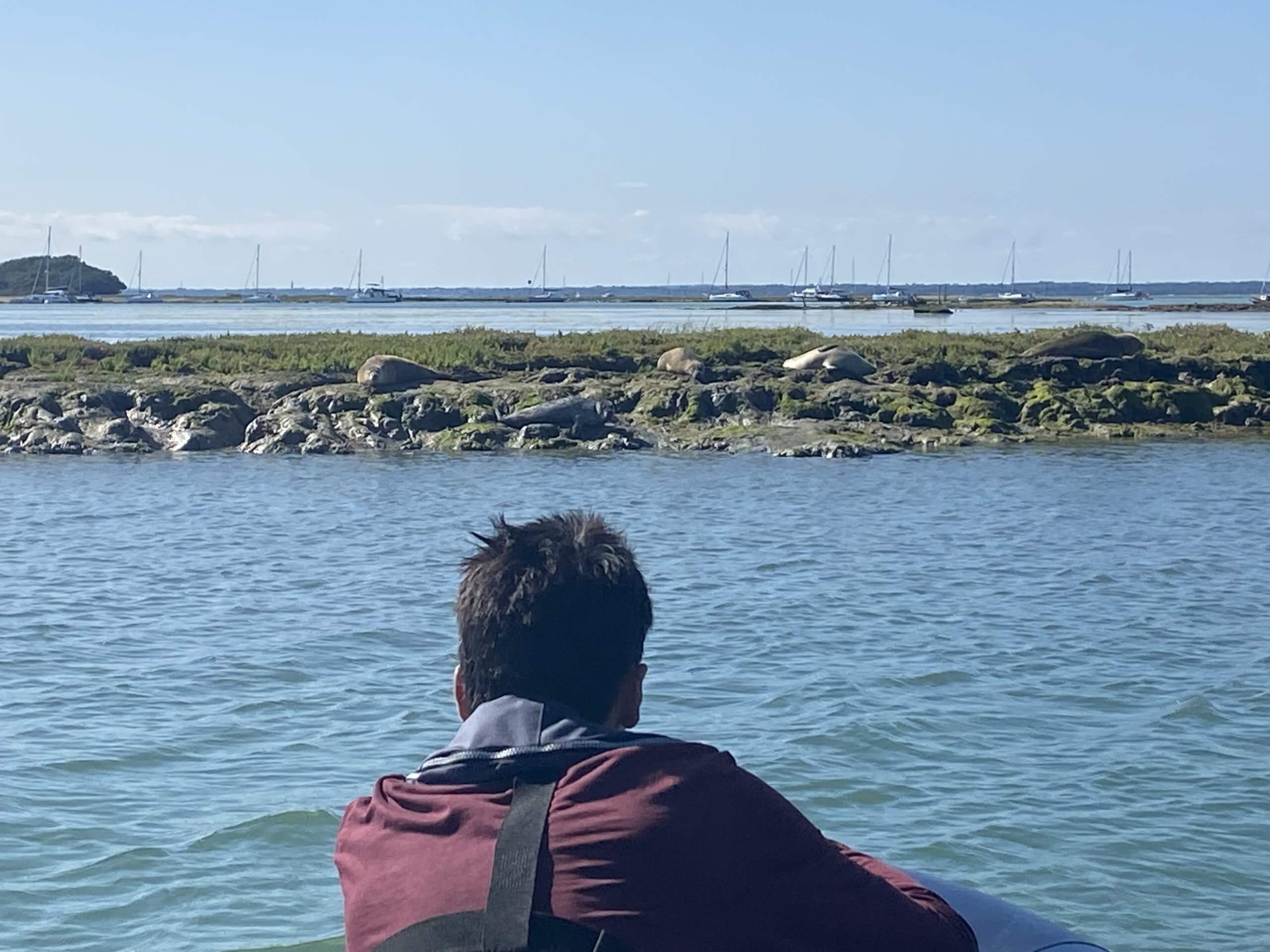 Newtown Creek seal spotting