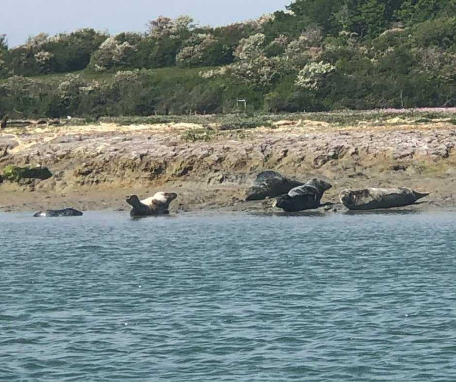 Seals at Newtown Creek